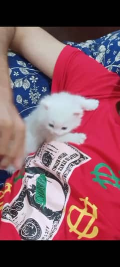 Persian