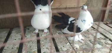 Lucky pair h bht acha h or mny arjnt sale krna h 2500 ka