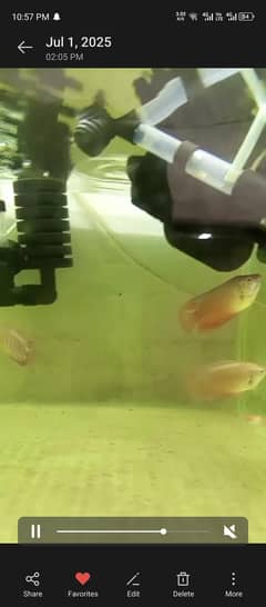 breading