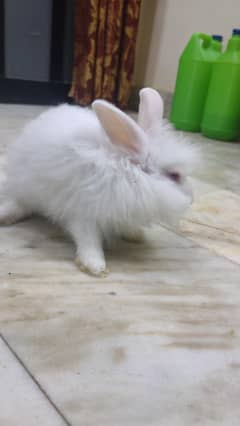 Angora rabbit