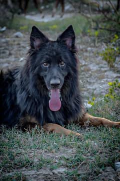 German shepherd dog fole sale