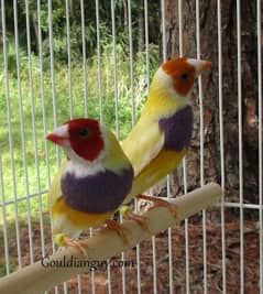 yellow gouldian Male