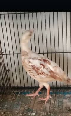 White irani female