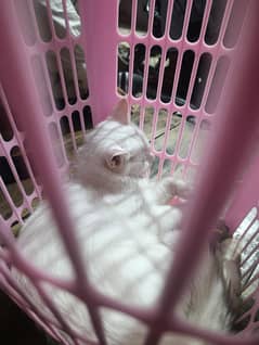 home cat for sale male ha