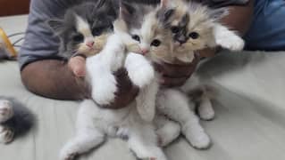 persian kittens tripple coated