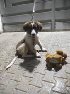 Adorable Puppy