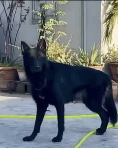 Black German shepherd