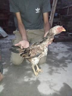 mianwali aseel female