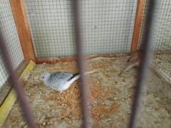 Diamond dove, doves for sale