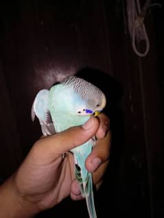 budgie guaranted breeder pair