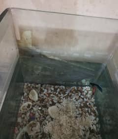 Aquarium