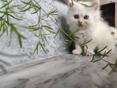 Persian cats , triple layered fur at reasonable prices