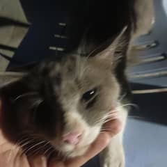 beautiful cat