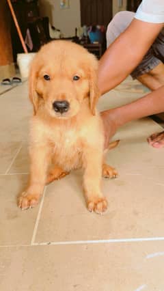Golden