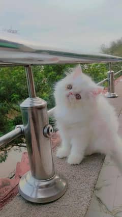 Extreme punch face female kitten