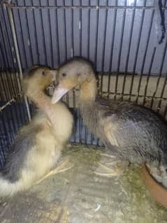 Desi ducks