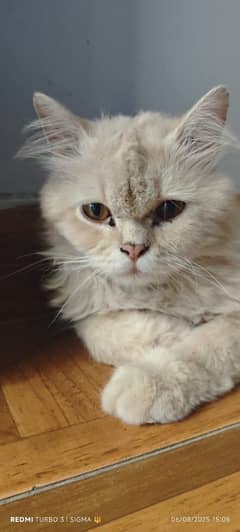 Male persian cat