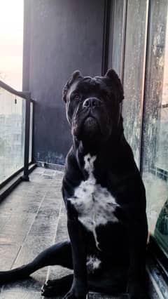 cane