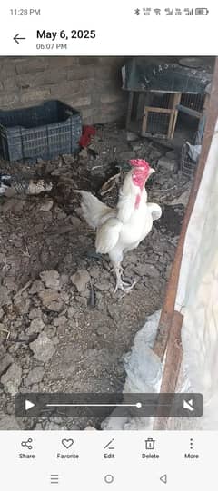 for sale garrented heera aseel breed