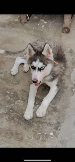 Husky dog