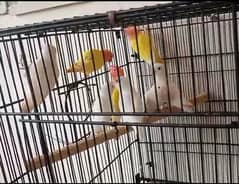 love birds