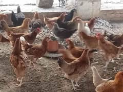 Desi Hens  for sale