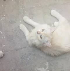 cute female kitten 4months Whatsapp ⁰³¹⁰³⁴⁴⁸³³⁸