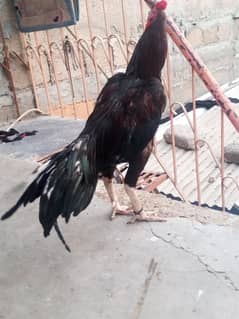 aseel