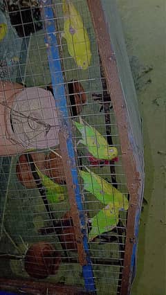 Australian parrot's for sall