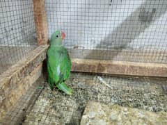 Pahari / Kashmiri / Raw Parrots chicks for sale