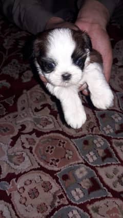 shitzu puppies