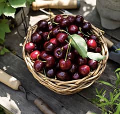 French cherries