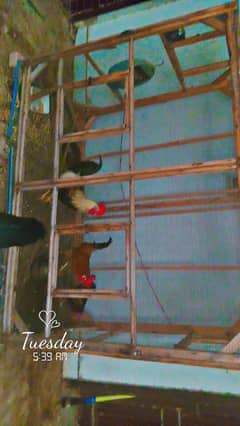 pinjara for sale
