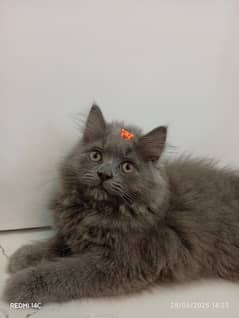 persian triple coated kittens