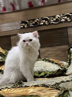 Cats wattsp num 03245420694