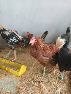 desi murgi / egg laying hens for sale