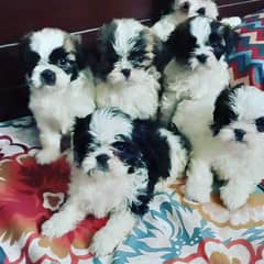 Shihtzu puppies
