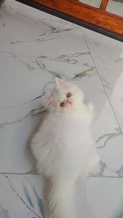 Himalayan  kittens