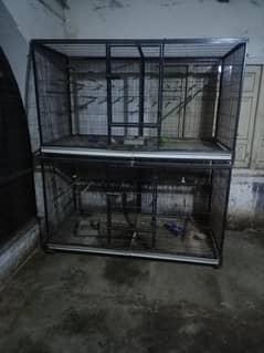 parrots fly cage