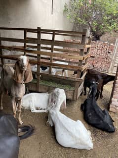 Beetal / Rajanpuri / Desi goats for sale