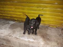 Full black colour 2 months age