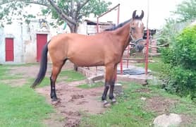female horse