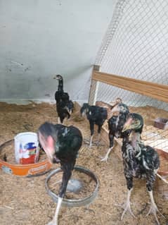 pure aseel chicks / aseel chozy for sale