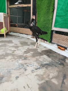 pure aseel chicks and aseel jawa for sale