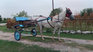 small horse with sulky