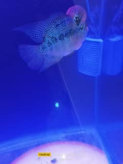 2 flower horn fishes male