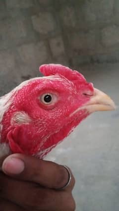 heera aseel hens