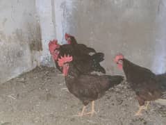 Rhode island red rir fertile eggs anday, yellow legs desi murgay male