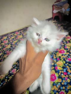 White PERCIAN CAT 25 days age