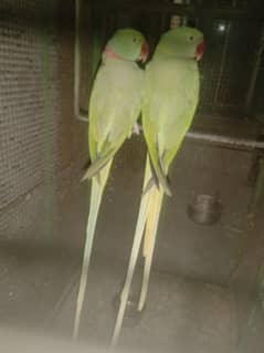 raw parrot